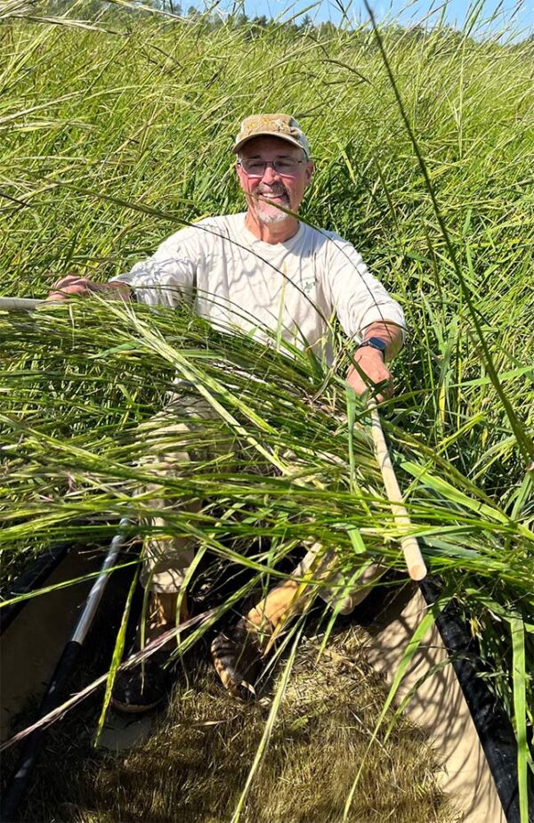 WWA Director Mike Depies harvests ripe Manoomin