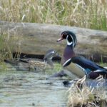Duck Breeding