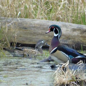 Duck Breeding