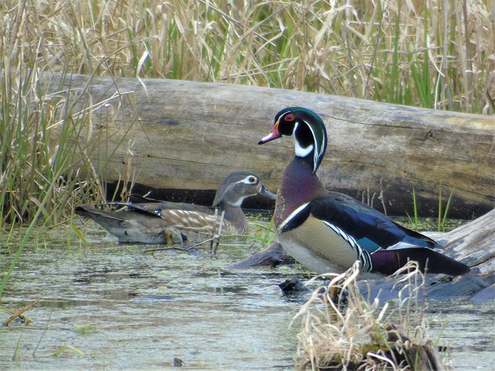 Duck Breeding