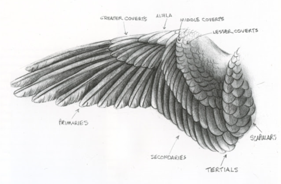 Wing