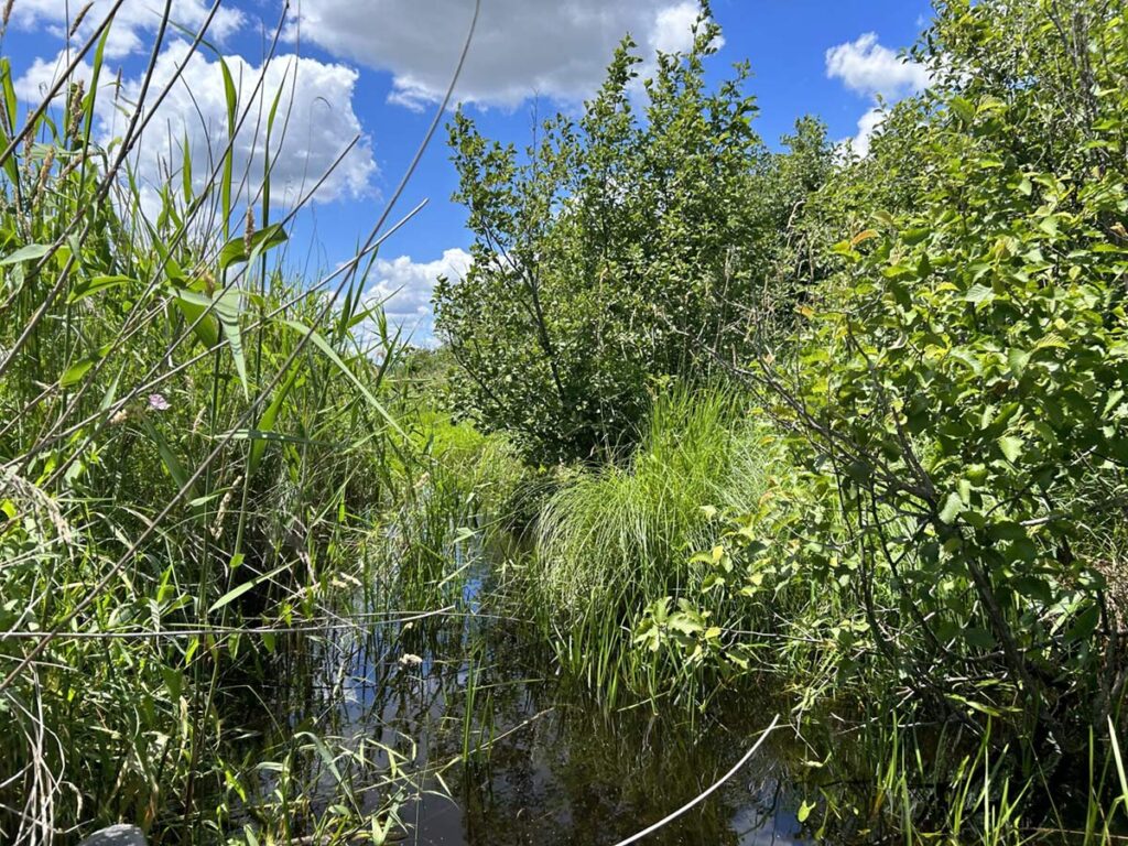 Poygan Marsh