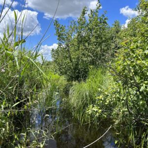 Poygan Marsh