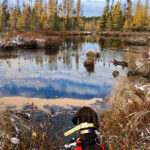 Dog Safety Tips