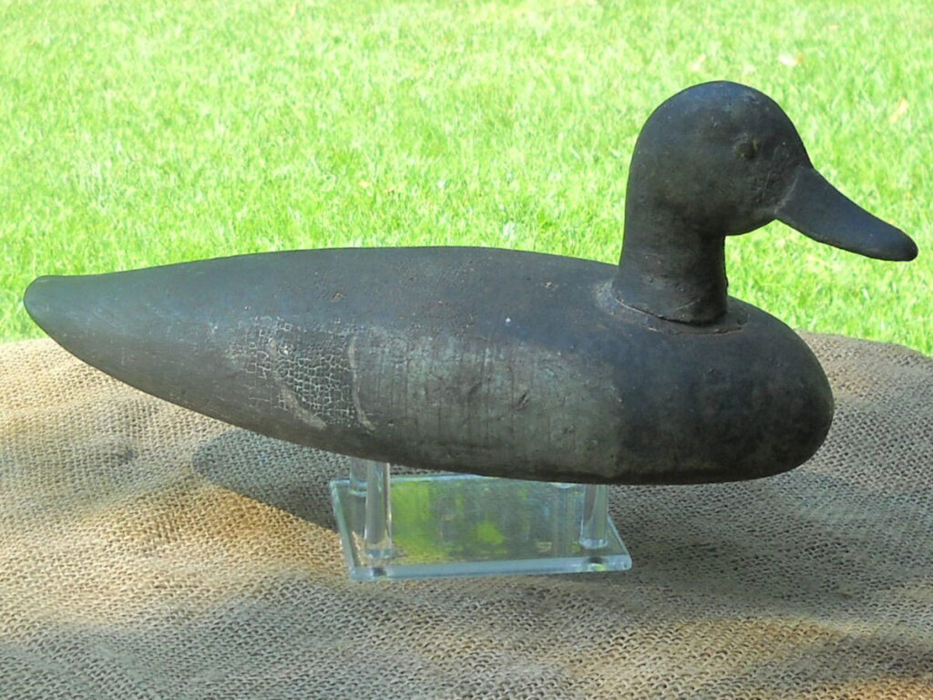 Stark Blue Wing Teal