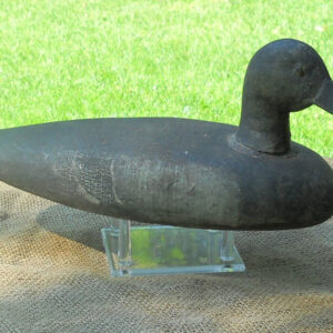 Stark Blue Wing Teal