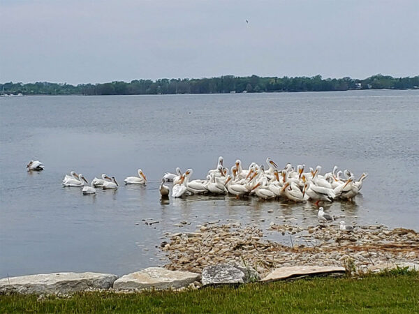 White Pelicans