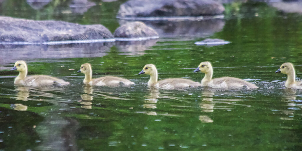 Baby Geese