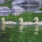 Baby Geese
