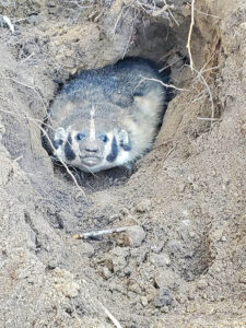 Badger