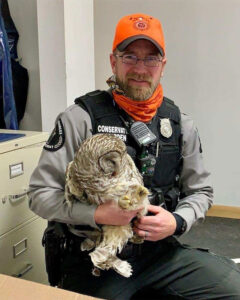 Barred Owl