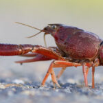 Crayfish