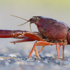 Crayfish