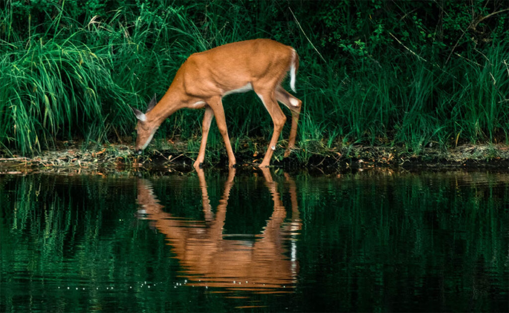 Deer