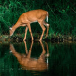 Deer