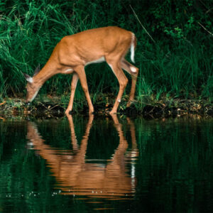 Deer