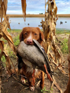 Dog Bird