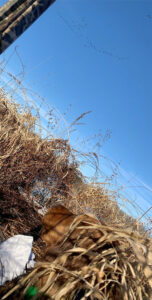 Hunting Dog