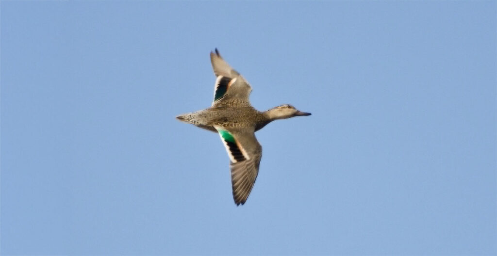 Duck Flying