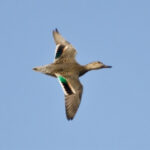 Duck Flying