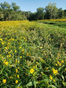 Field