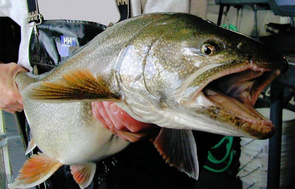 fish