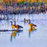 Flyway