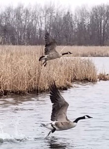 Geese Flight
