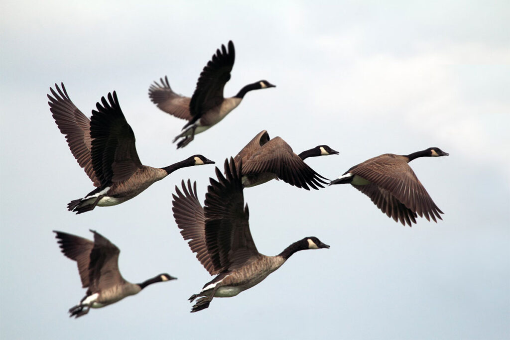 Hunting Geese