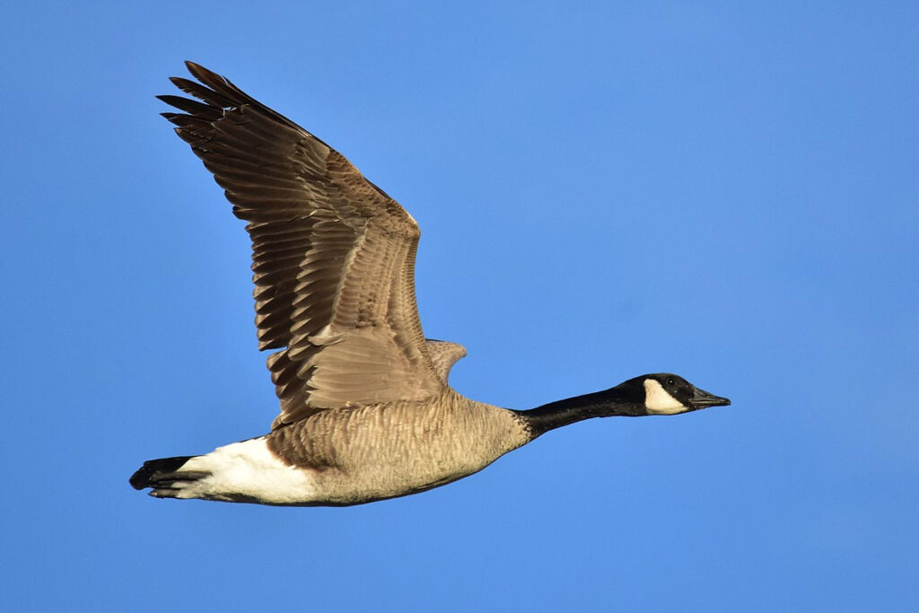End of Season Goose