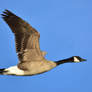End of Season Goose