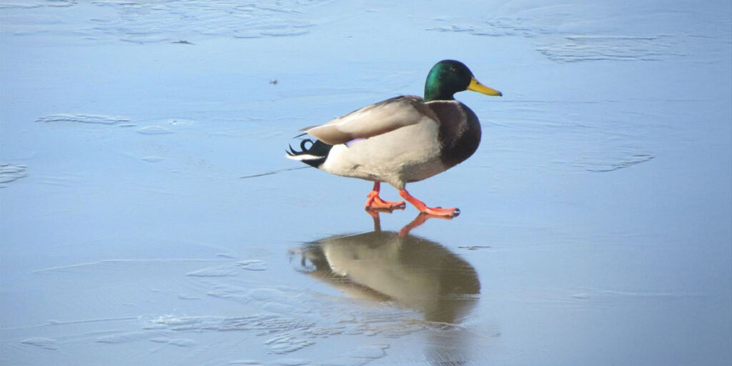 No Ice is Safe