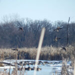 Pandemic Pushes Waterfowl Hunters to Aim Locally
