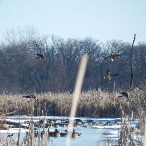 Pandemic Pushes Waterfowl Hunters to Aim Locally