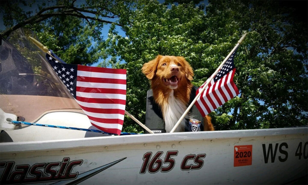 Patriotic Dog