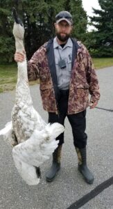 Swan
