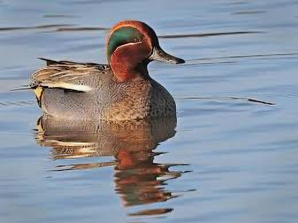 Teal Duck