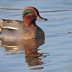 Teal Duck