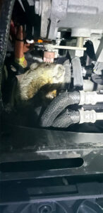 Woodchuck in Engine