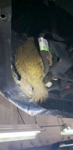 woodchuck
