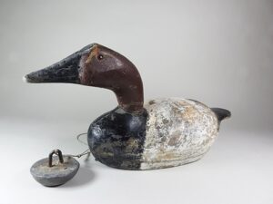August Moak Canvasback