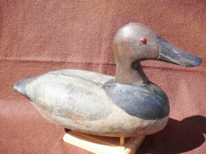 August Nelow Canvasback