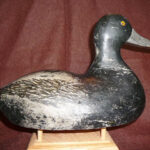 August Nelow Drake Canvasback