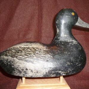 August Nelow Drake Canvasback