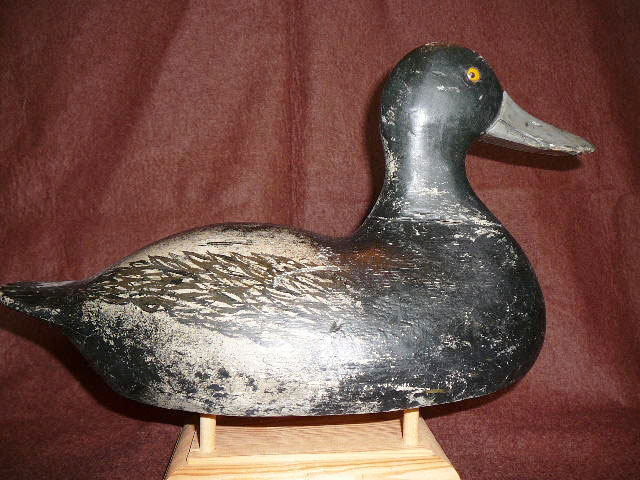 August Nelow Drake Canvasback