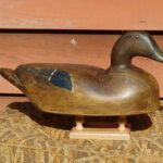 Large Blackduck