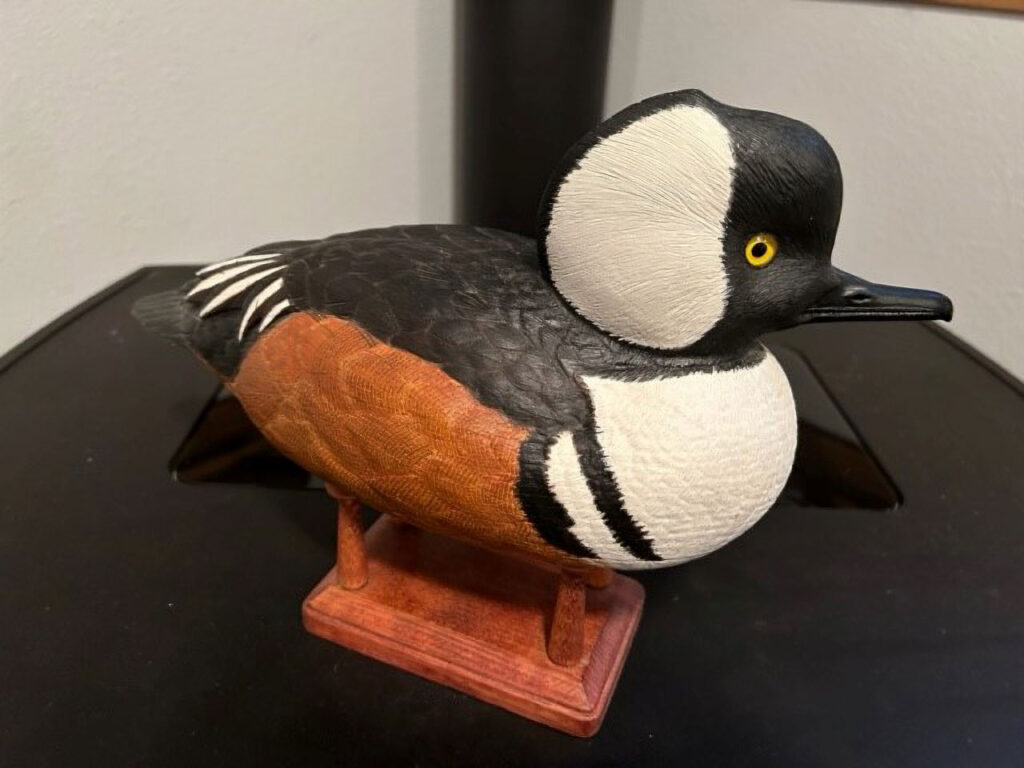 Bufflehead