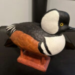 Bufflehead