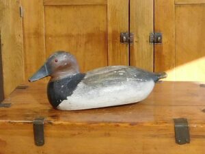 Sauerbreite canvasback