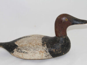 Siepert canvasback